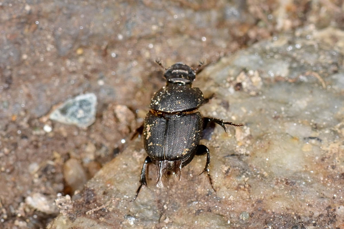 Onthophagus verticicornis, femmina, Scarabaeidae